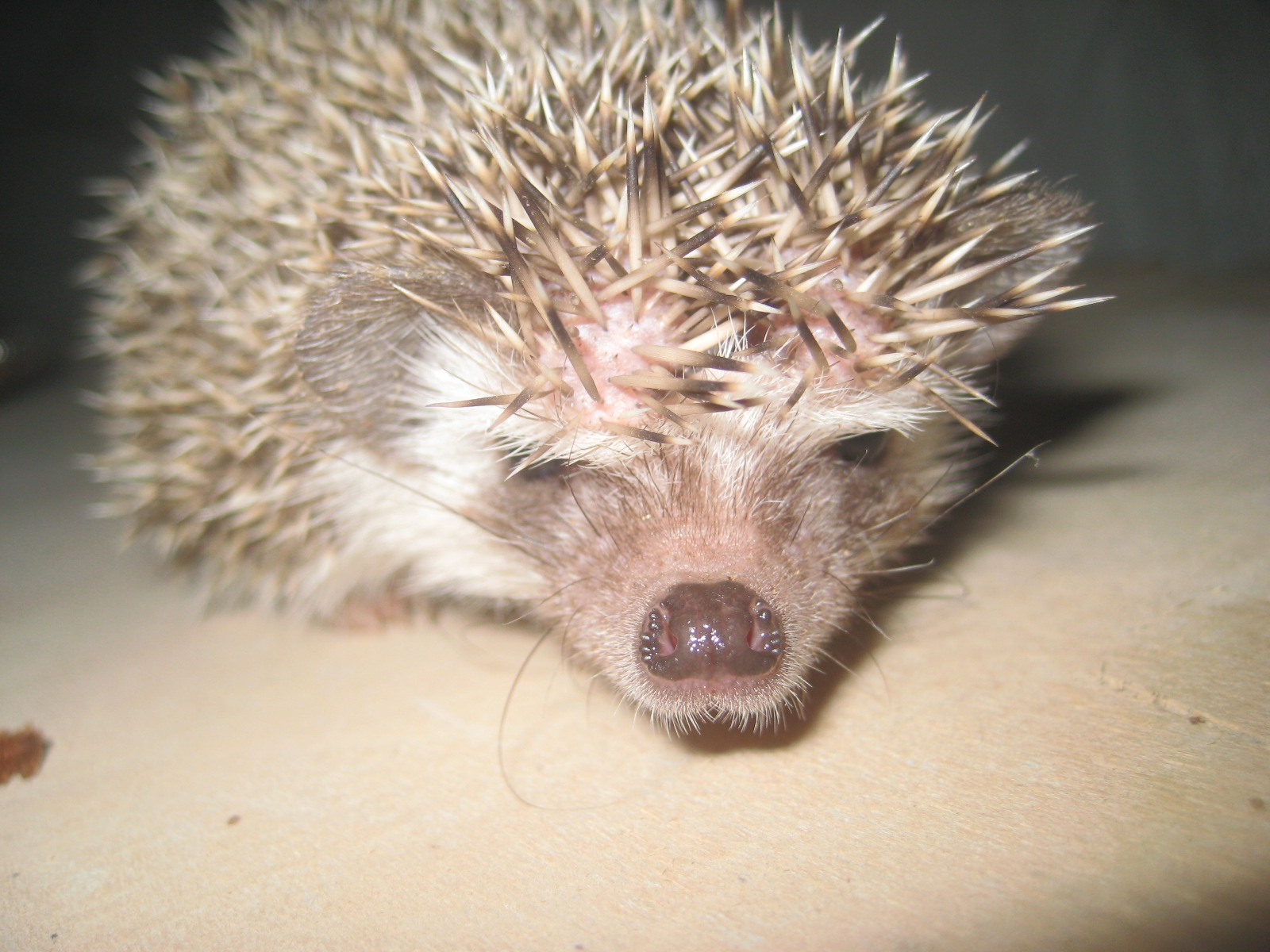 Hedgehogs pet info My cute hedgehogs babies )