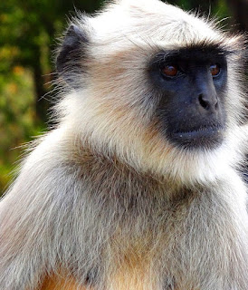 langur.JPG