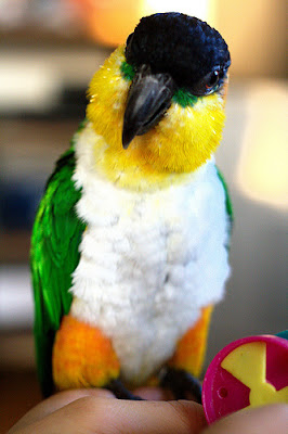 Caique Parrot Personality