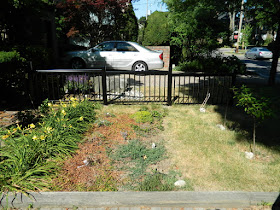 Mount Pleasant West garden renovation removing lawn before Paul Jung Gardening Services Toronto