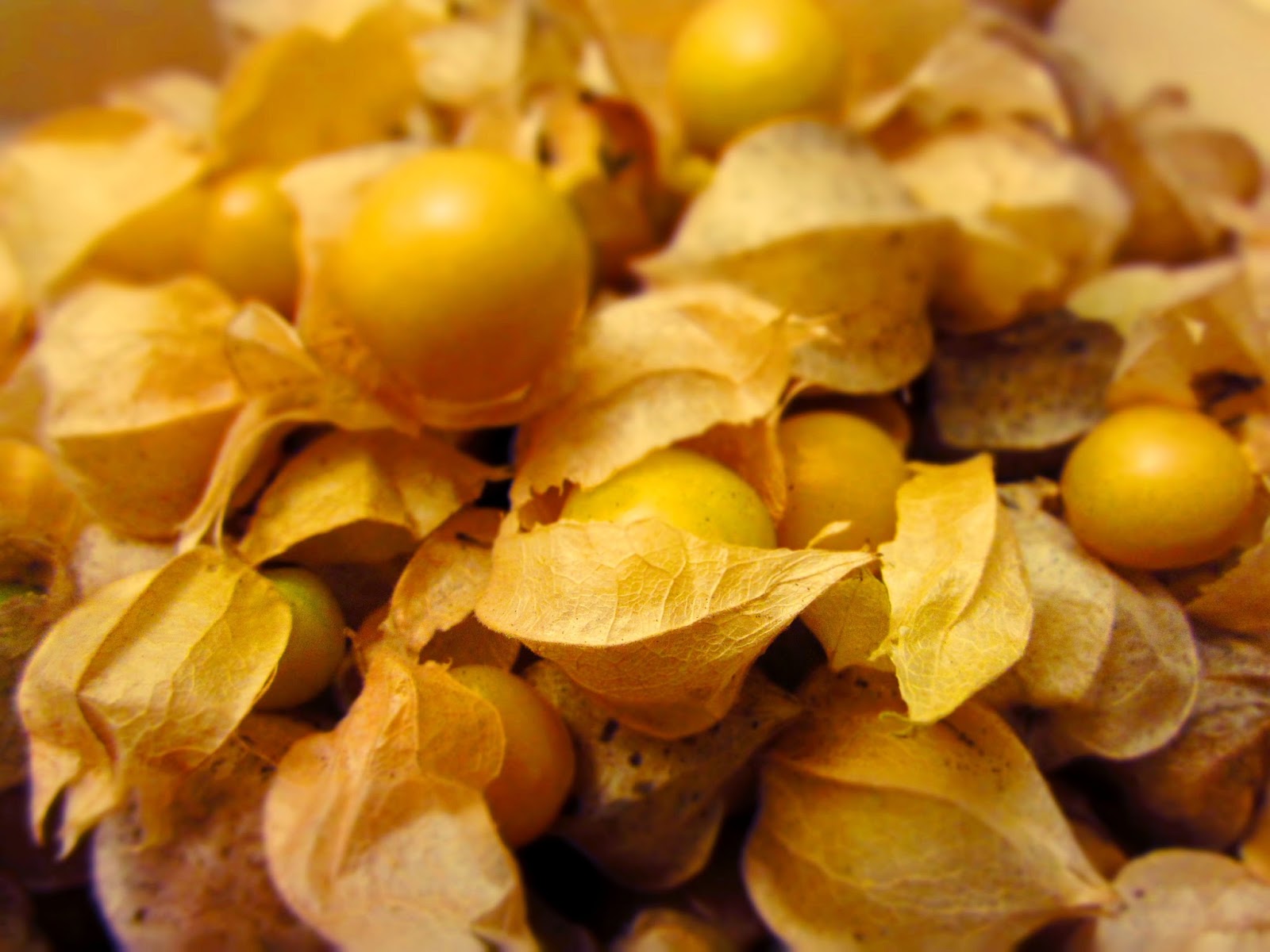 Cbus52 Columbus in a Year Ground Cherries