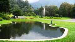 Kebun Raya Cibodas Cianjur Surga Bagi Pecinta Tanaman