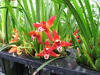 Maxillara tenuifolia orchid flowers