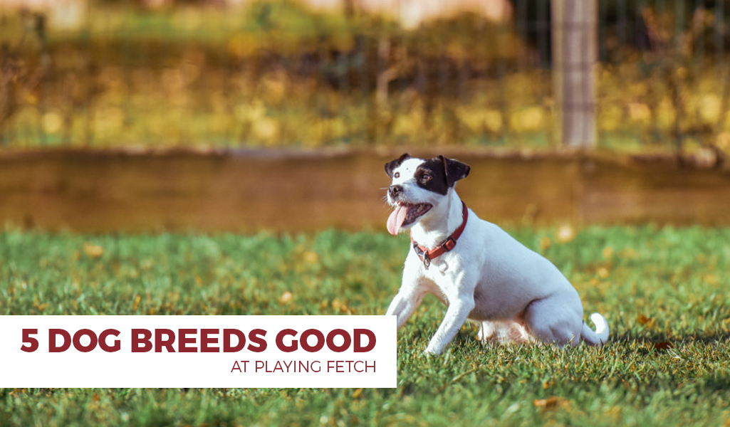 5 Dogs Breeds Good at Playing Fetch