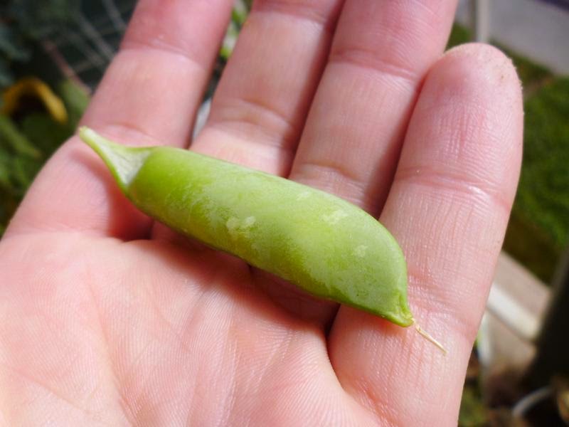 Harvested Pea pod