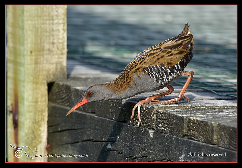 Rallus aquaticus - http://1000-pattes.blogspot.com/