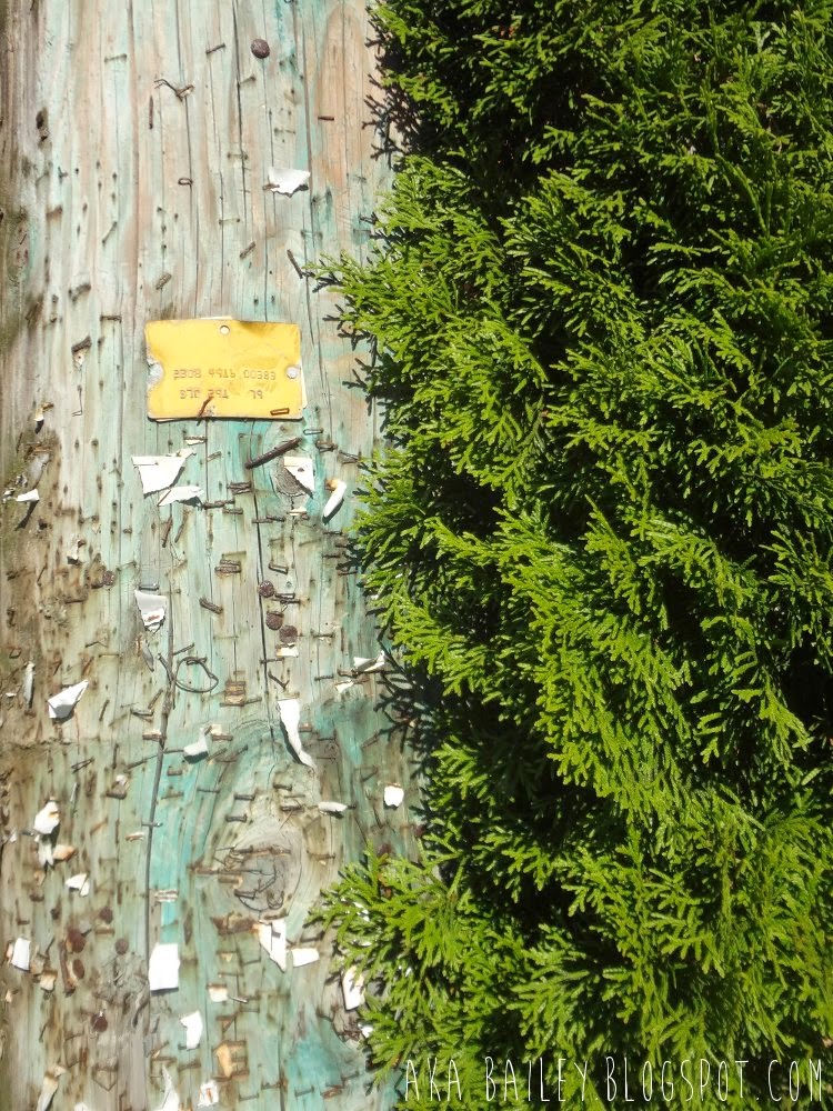 Telephone poll covered with staples beside a green hedge
