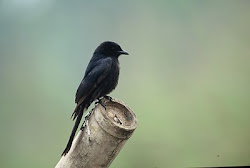 drongo bird birds animals flying indian habitat latest subspecies endemic