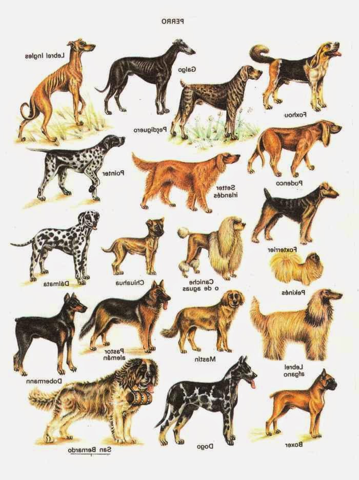 Rules of the Jungle: Identifying the types of puppies