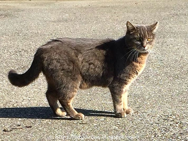 Katze auf der Strasse
