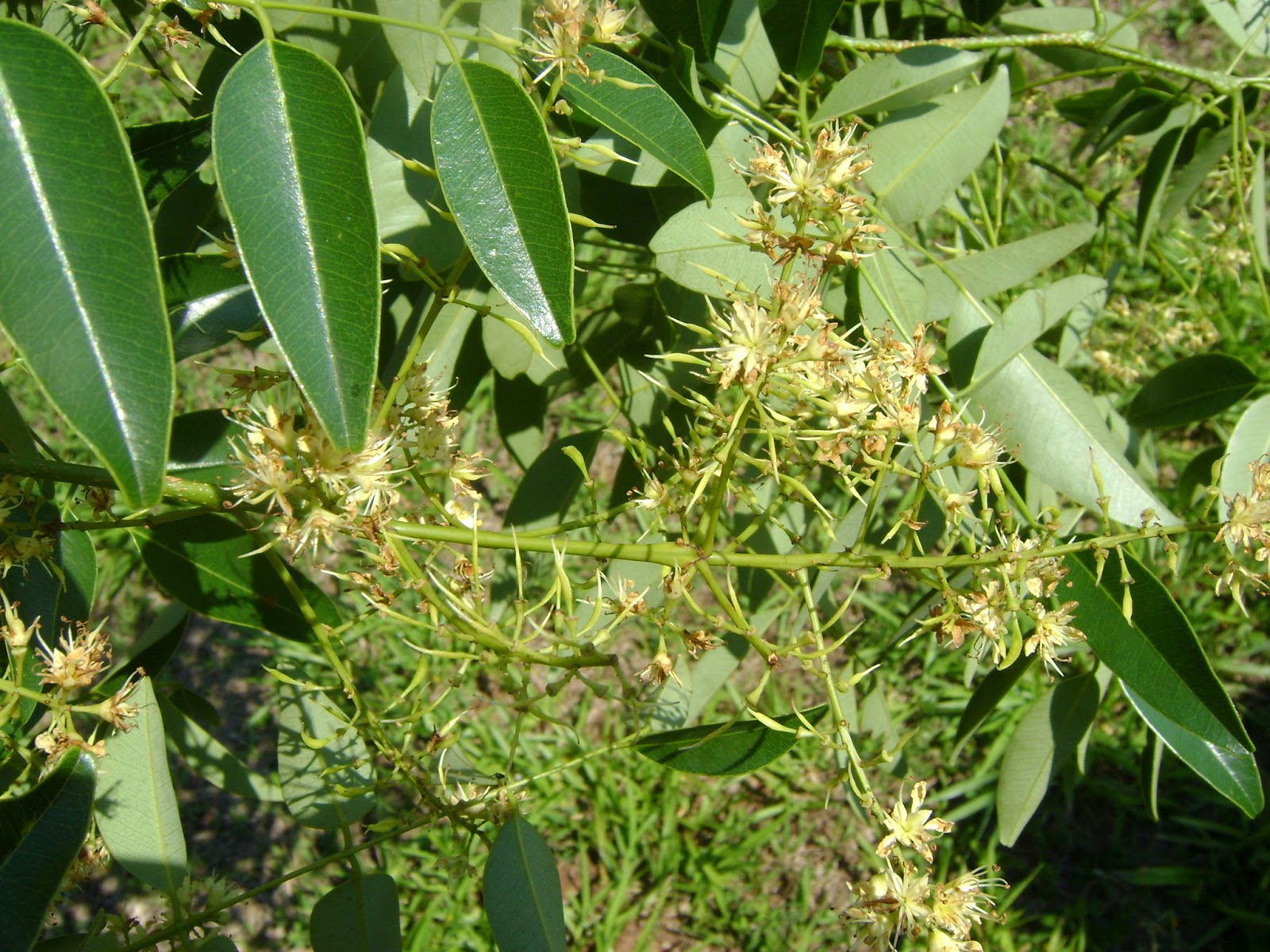 The Flowering plants (Leguminosae - Fabaceae): Fabaceae - Leptolobium ...