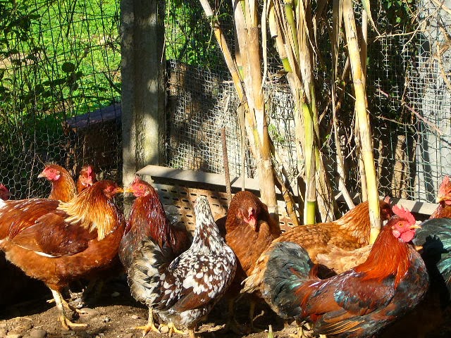 Si Possono Tenere Le Galline Sul Balcone