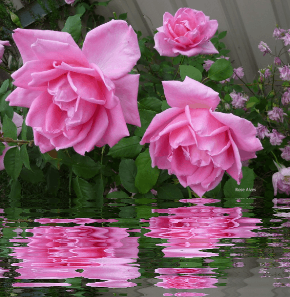 GIFS E CORES Rosas com efeito de água Gifs