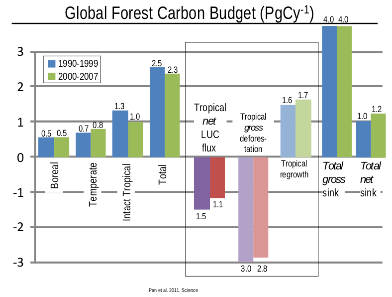 Forests Play A Major Role As Carbon Sink Say Scientists