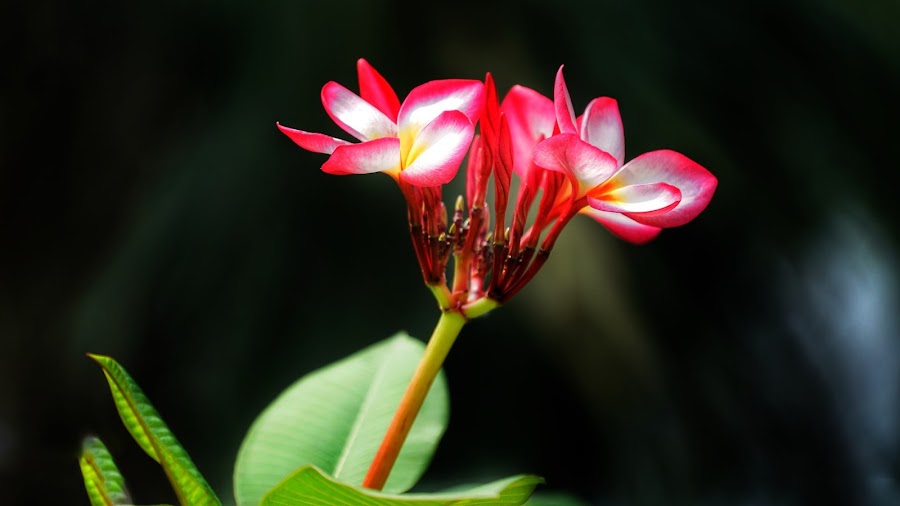 Beneficios de la flor de mayo o Plumeria rubra