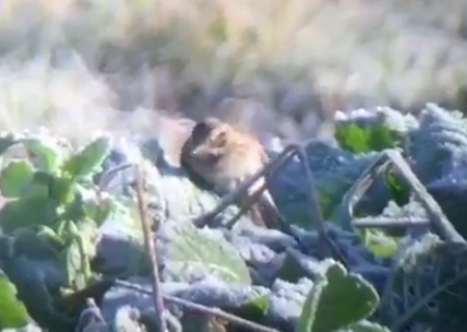 Pine Bunting, Venus Pools, Shropshire