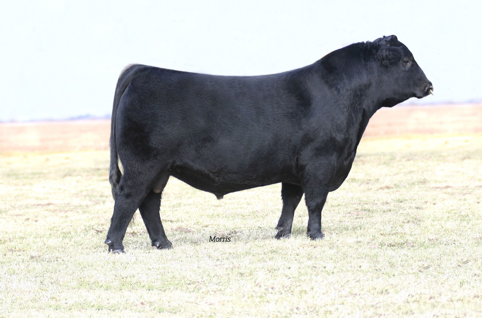 Meyer Cattle Company February 2012