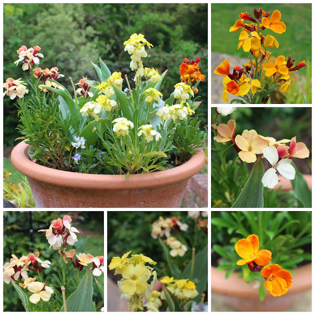 Collage of one of my garden pots of wallflowers