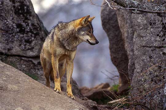 El Lobo Ibérico: El Lobo Ibérico En Salamanca