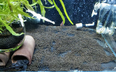 ホースでソイルを抜いた後(1回目)の底床