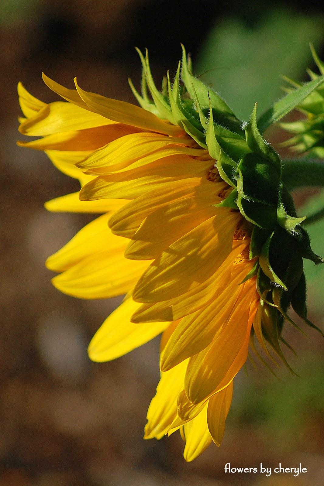 Flowers by Cheryle Sun + sunflowers = happiness