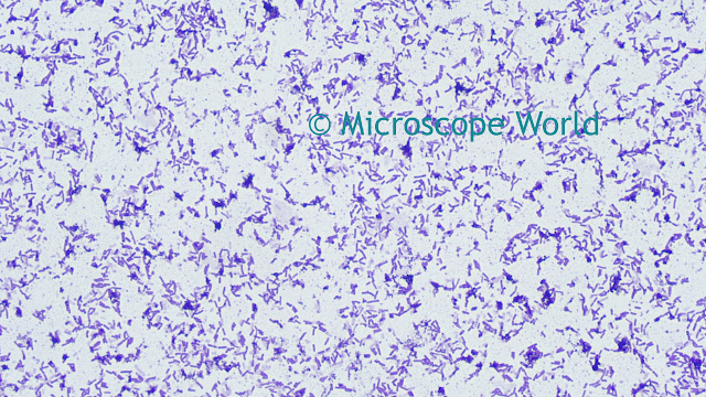 Bacteria under the microscope captured at 400x using a plan fluor microscope objective lens.