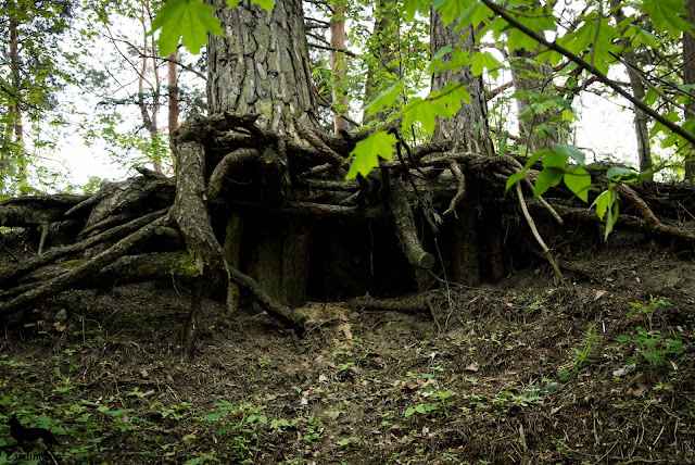 świder, świdermajer, pies w podróży, welsh corgi cardigan, corgi, cardigan, otwock