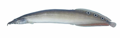 Spotfinned spiny eel