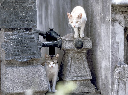 recoleta cemetery cats