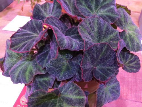 Philadelphia Flower Show 2015- begonia Soli Mutata