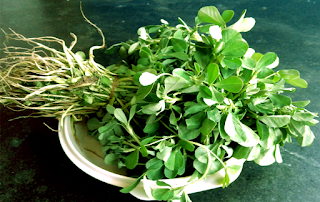 Fenugreek leaves methi leaves Fenugreek leaves methi leaves