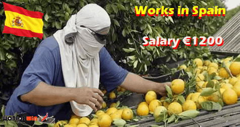 Spain Farm Workers Jobs Vacancies Worldswin Jobs Apply And Travel Destinations