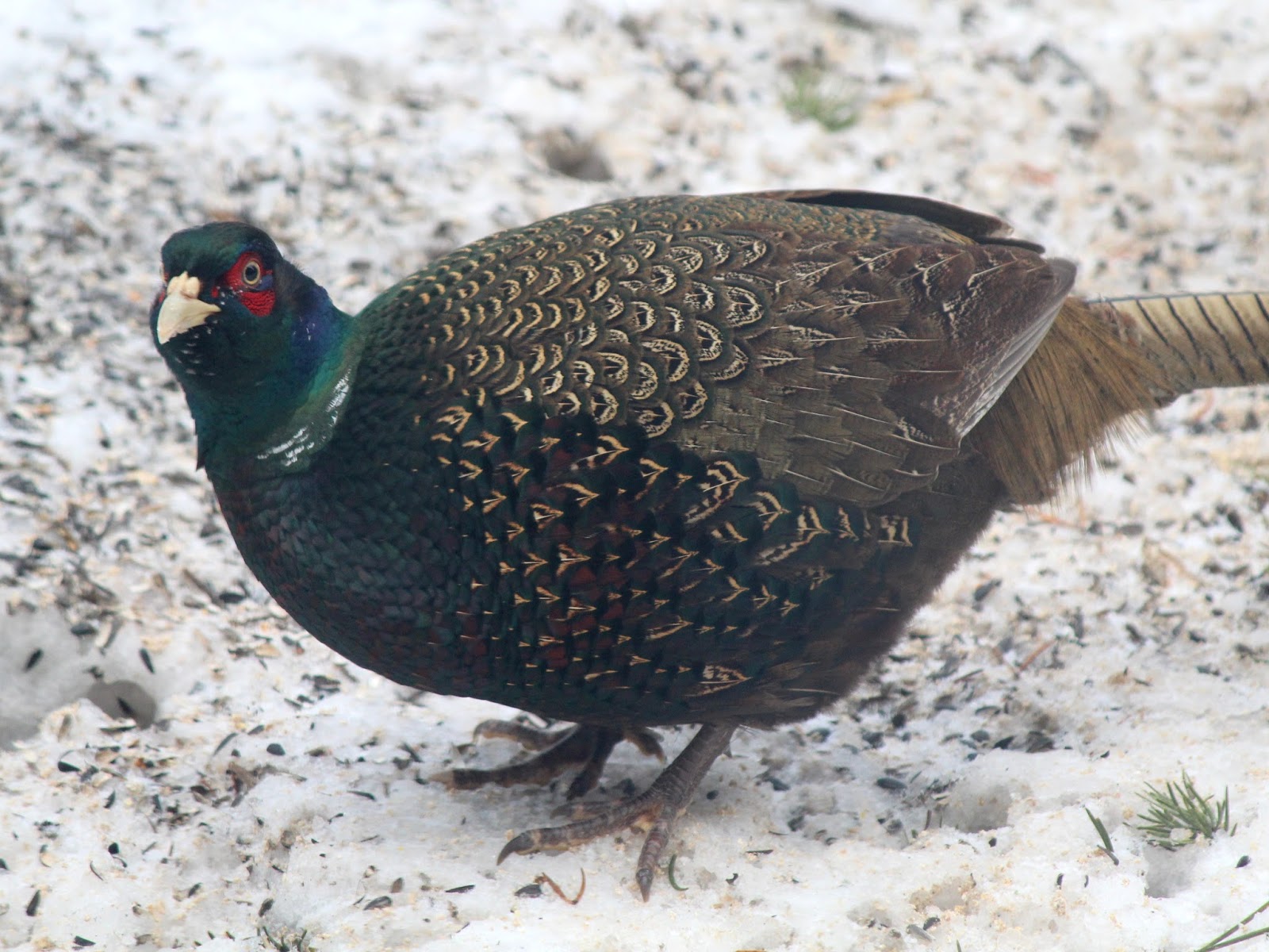 Dispatches from Can of Duck Melanistic Pheasants