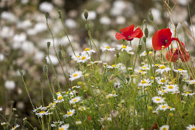 Poppies and daisies caught on camera by Martyn Ferry Photography