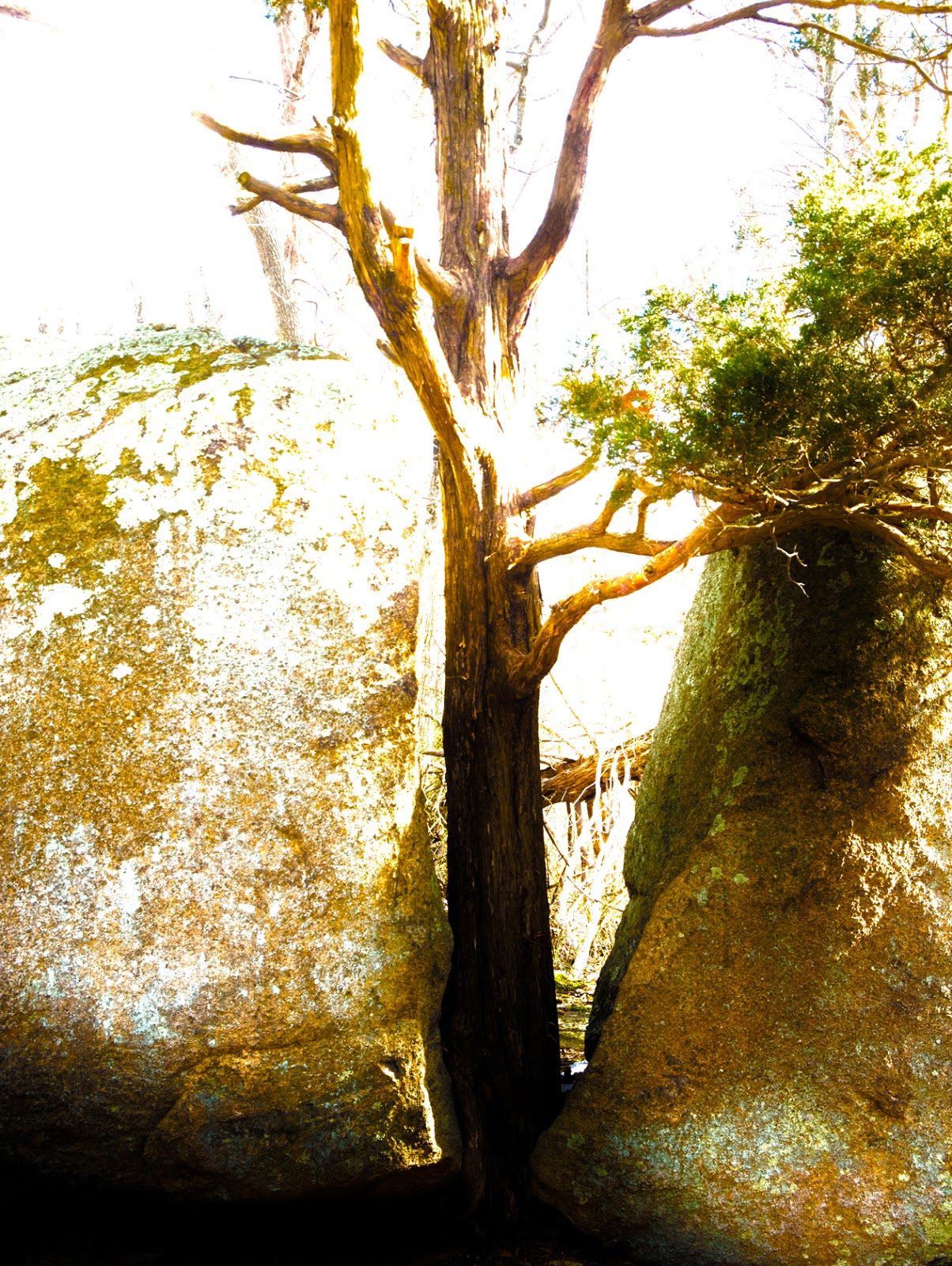 Connecticut Explorer Hiking the Westwoods Land Trust in Guilford CT