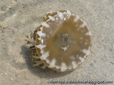 Upsidedown Jellyfish (Cassiopea sp.)
