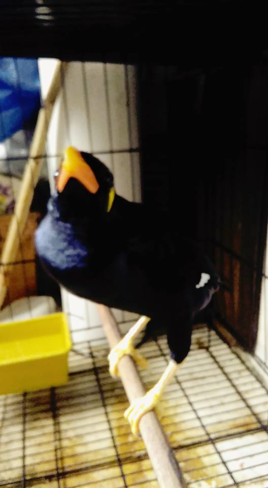 Jual Burung Beo Jual Daftar Burung Beo Bisa Ngomong