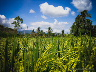 Grainy Paddy Plants Thrives In Rice Field At Ringdikit Farmfield, North Bali, Indonesia