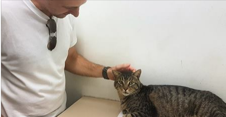 Após 11 anos, dono encontra gato de estimação perdido
