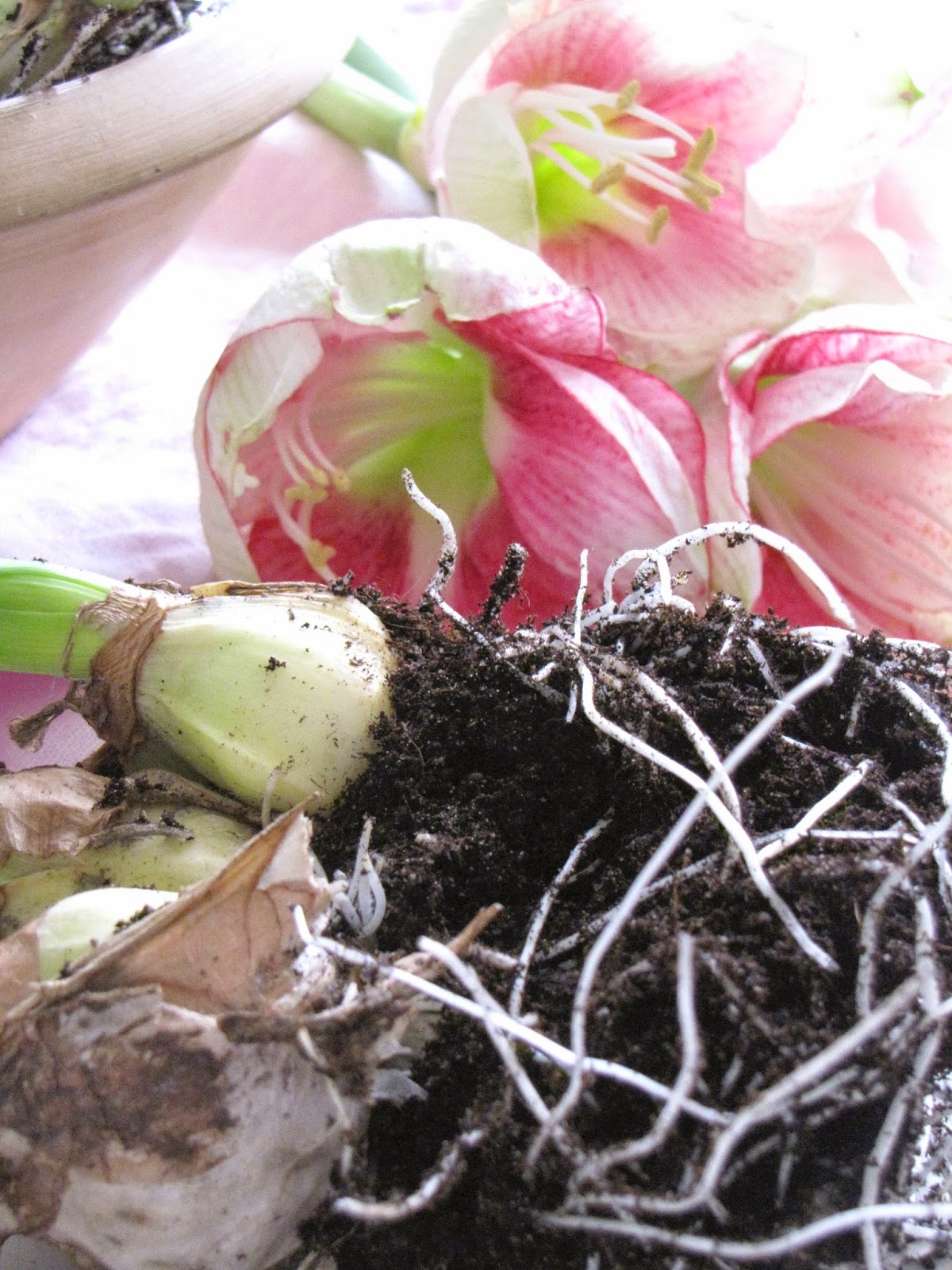 ETT RÖTT MONOGRAM: GLÖGGTIPS OCH ROSA AMARYLLIS