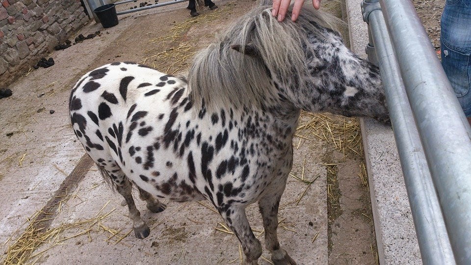 Tantrums To Smiles Sunday Fun at Grimsbury Farm!