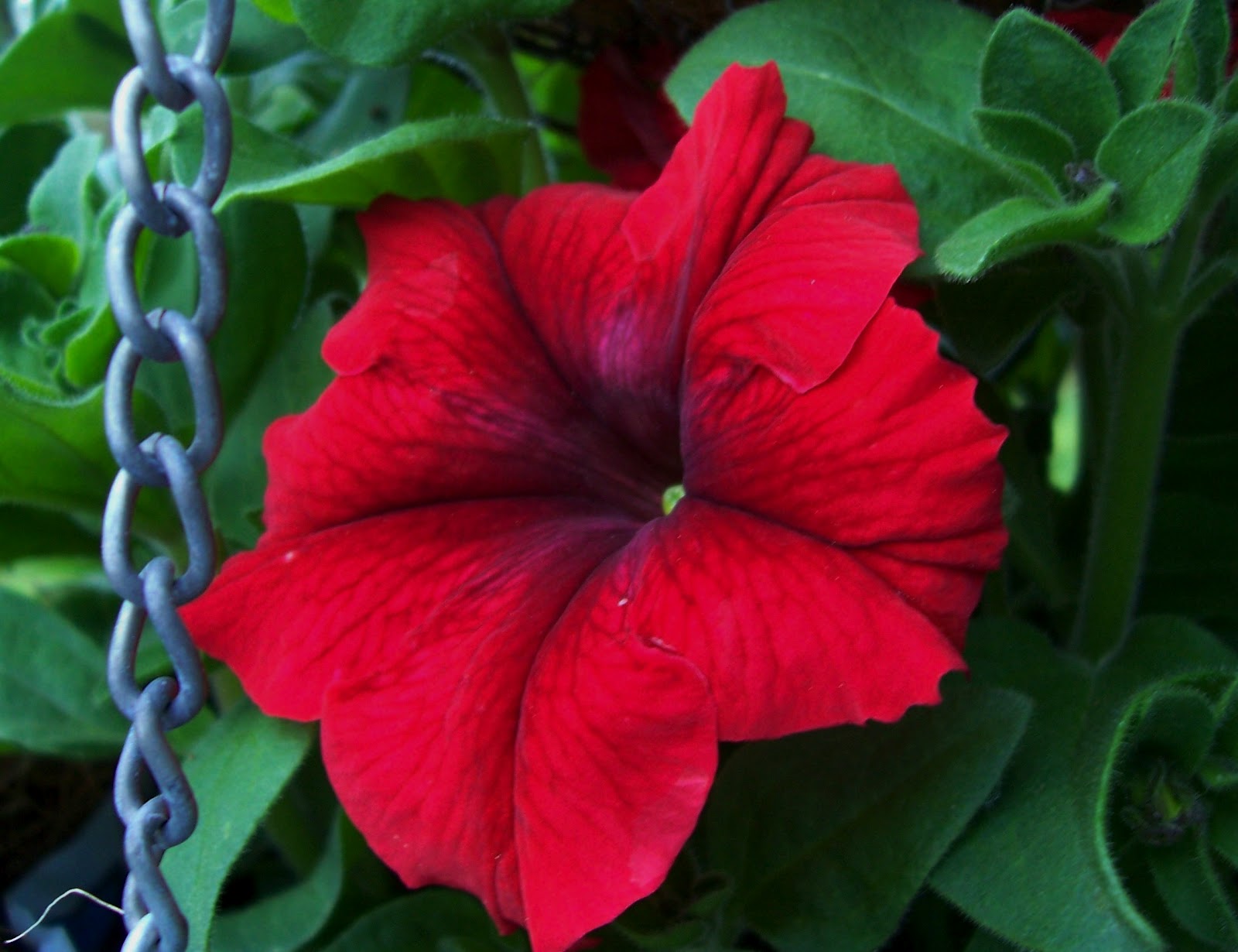 Adrienne's Corner: New hybrid red petunia...