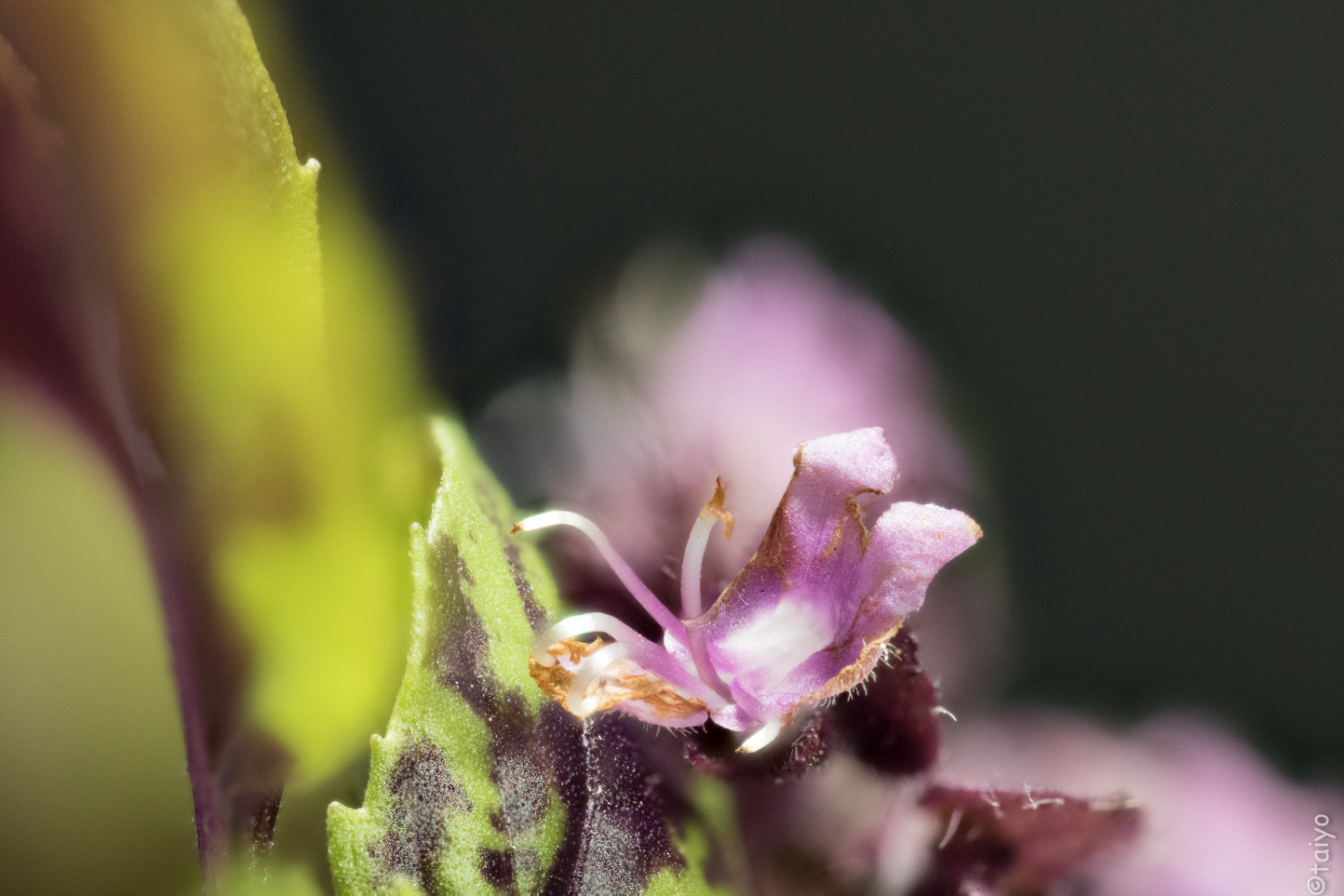 Taiyo's Meanderings Basil Blooms
