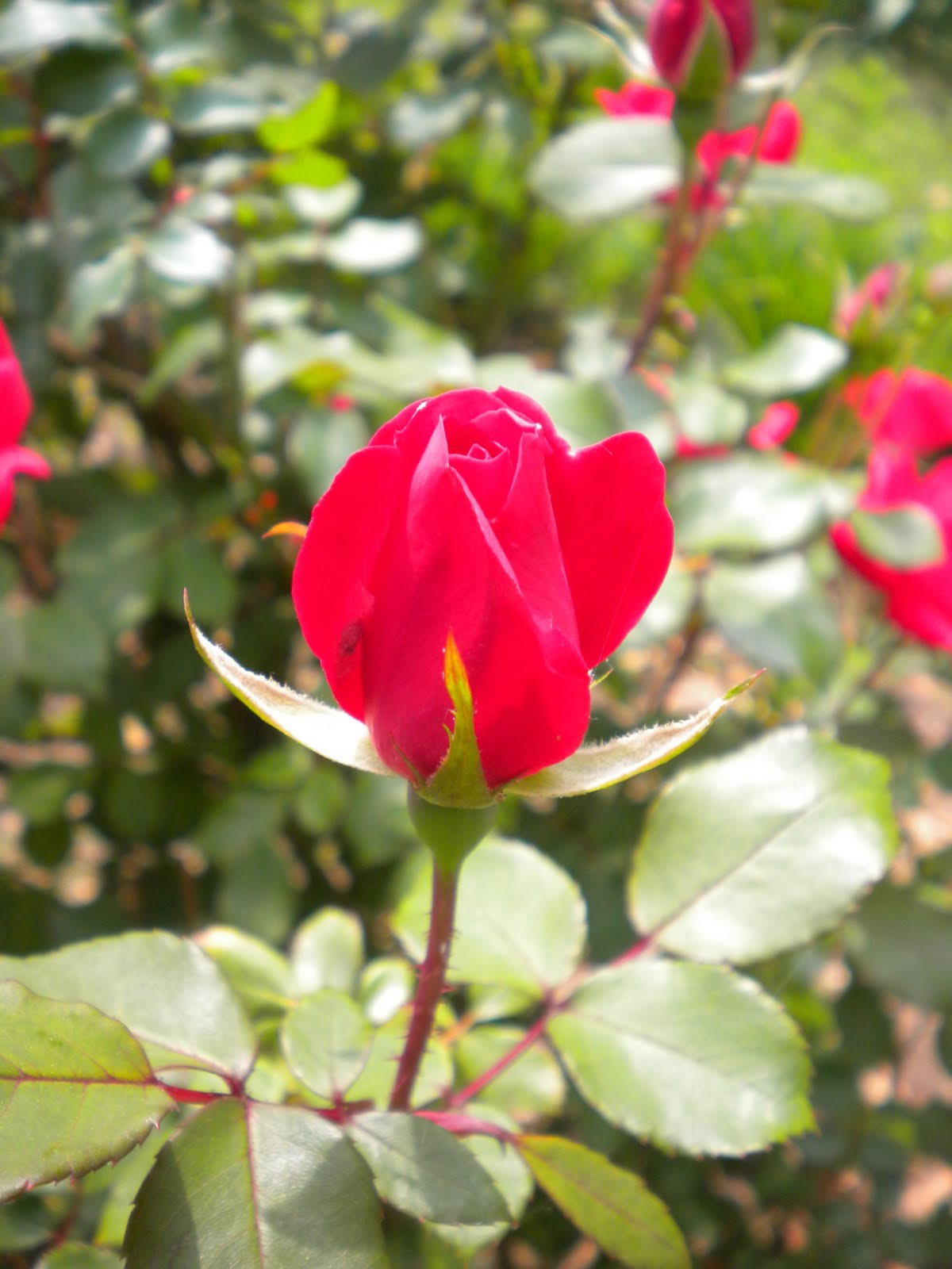 W.O.Bearden/Southern Shade Nursery Double Red Knock Out Roses