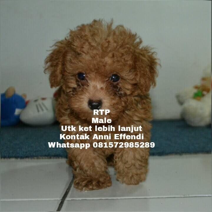 Jual Anjing Red Toy Poodle Anakan Work At Home