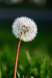 Dandelion