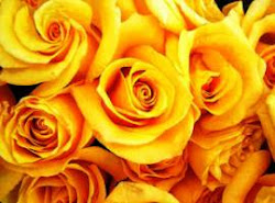 yellow roses bouquet flowers perfect almighty