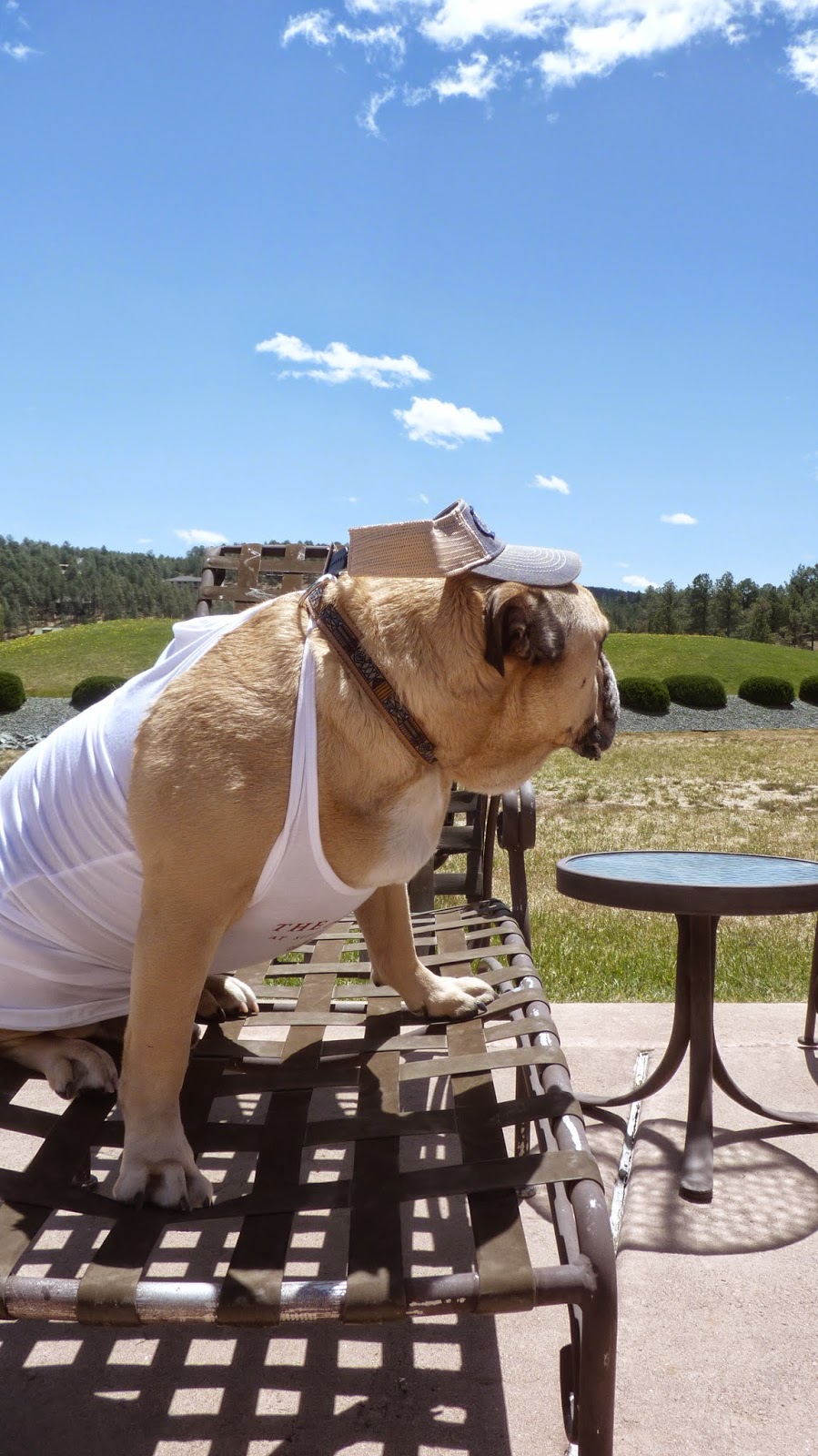 Travelin' Jack's Dog Blog Feelin' the summer heat? Travelin' Jack's