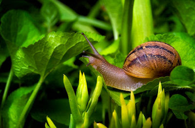 Caracol en las hojas verdes de mi jardín - Curious snail in my garden