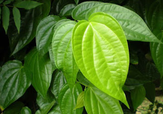 Cara Mencegah Telat Menstruasi Yang Belum Di Ketahui Cara Mencegah Telat Menstruasi Yang Belum Di Ketahui